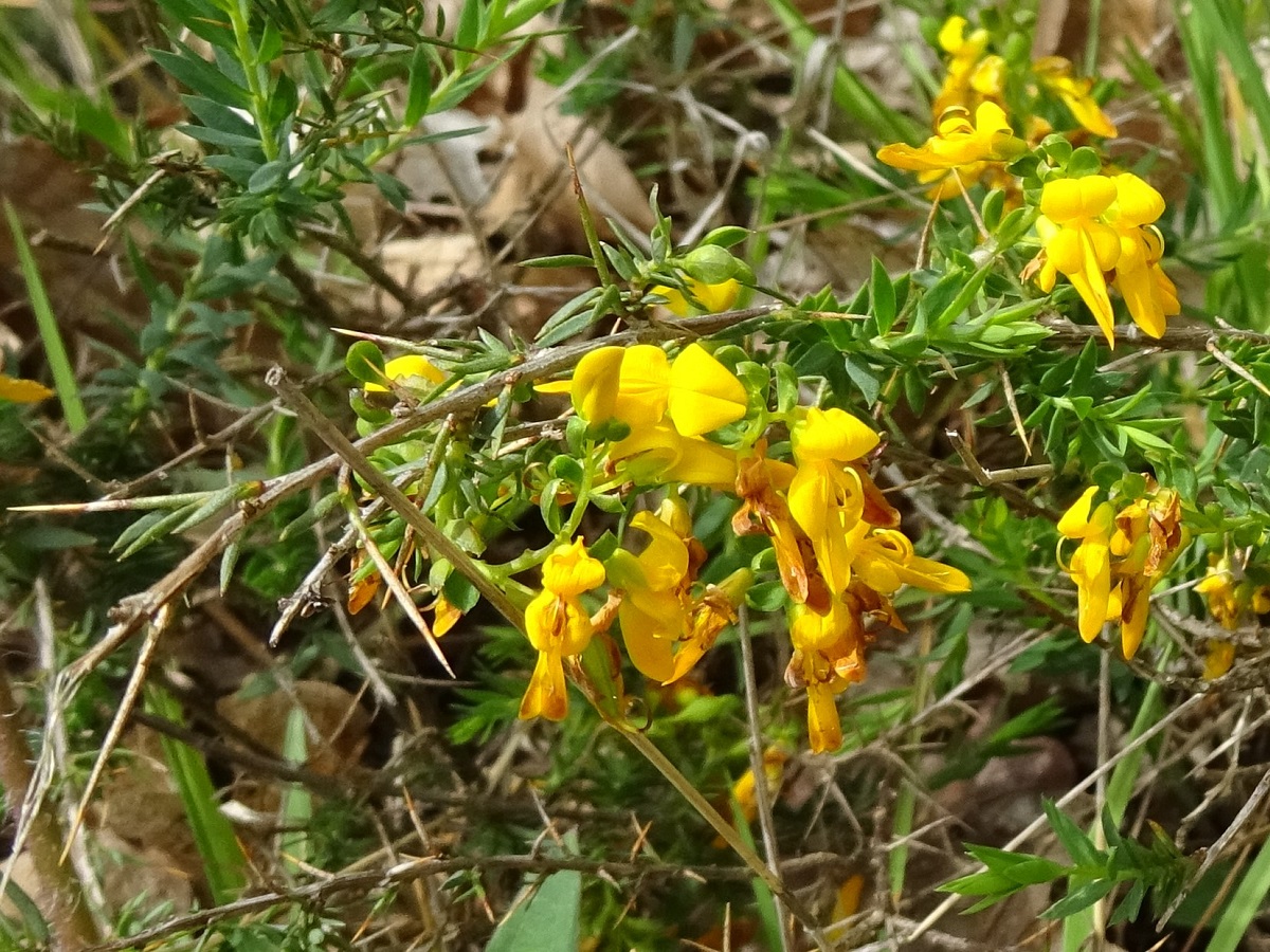Genista anglica (Fabaceae)